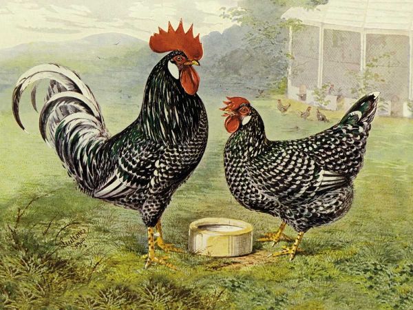 Chickens: Anconas