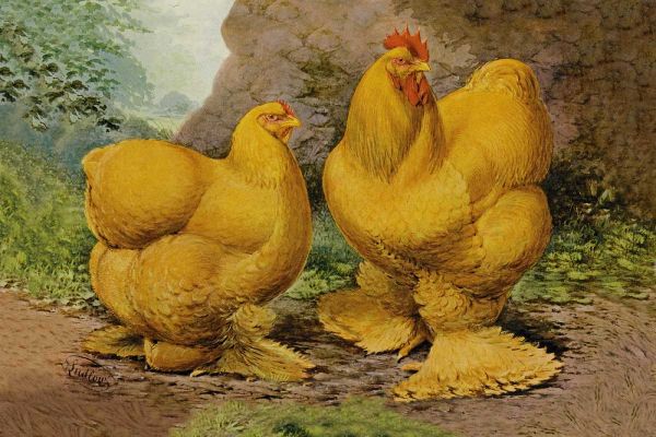 Chickens: Buff Cochins