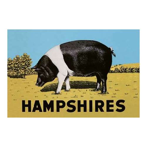 Pigs and Pork: Hampshires