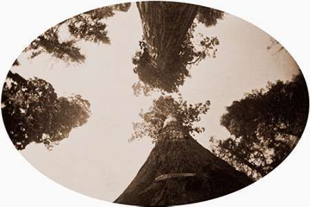 Among the Treetops, Calaveras Grove, California, 1878