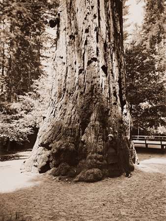 Big Tree Felton (Redwood), Santa Cruz, California, 1880s