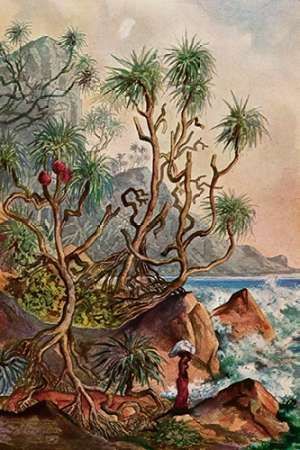 Pandanus bei Matura SMuseumaubenpalmen an der Sudkuste von Ceylon
