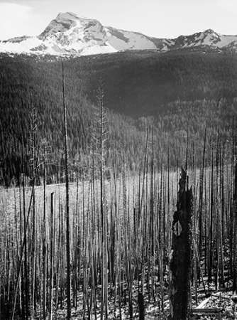 Burned Area, Glacier National Park, Montana - National Parks and Monuments, 1941