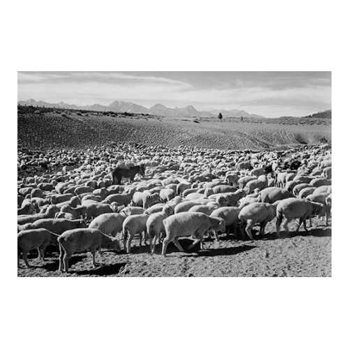 Flock in Owens Valley - National Parks and Monuments, 1941
