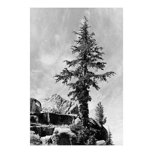 Tree and unnamed peak, Kings River Canyon, proVintageed as a national park, California, 1936