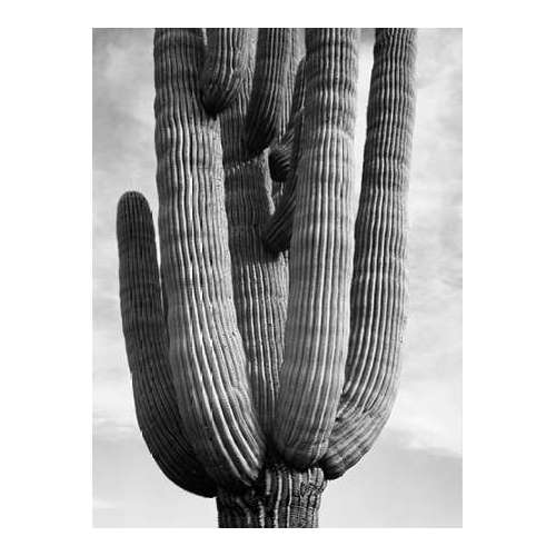 Detail of cactus Saguaros, Saguro National Monument, Arizona, ca. 1941-1942
