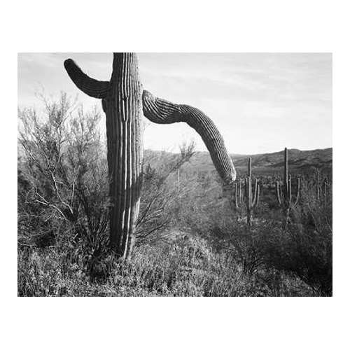 Cactus at left and surroundings, Saguaro National Monument, Arizona, ca. 1941-1942