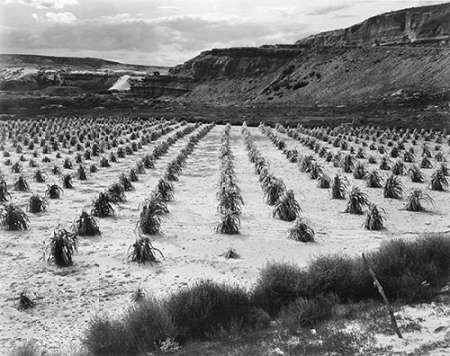 Looking across rows of corn, cliff in background, Corn Field, Indian Farm near Tuba City, Arizona, i