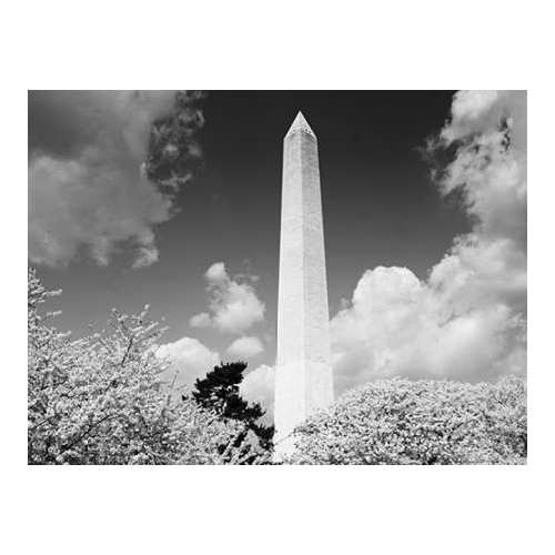 Washington Monument and cherry trees, Washington, D.C. - Black and White Variant