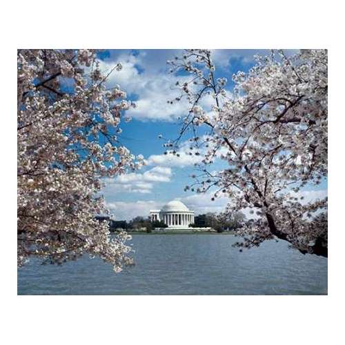 Jefferson Memorial with cherry blossoms, Washington, D.C. - Vintage Style Photo Tint Variant