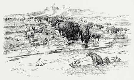 Natures Cattle, 1899