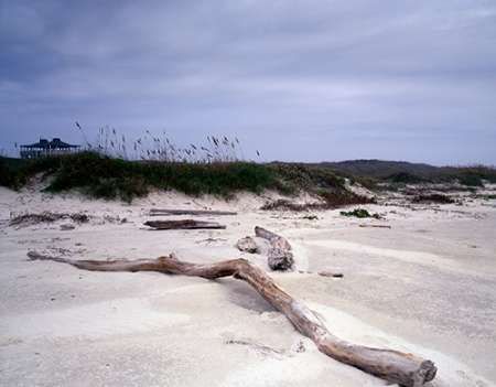 Driftwood on beach at Padre Island, TX