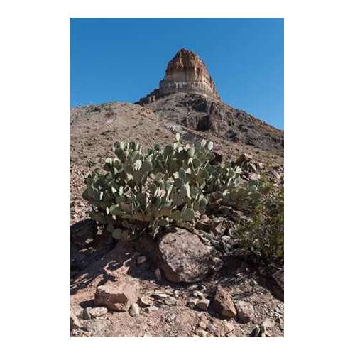 Prickly Pear Cactus and scenery in Big Bend National Park, TX
