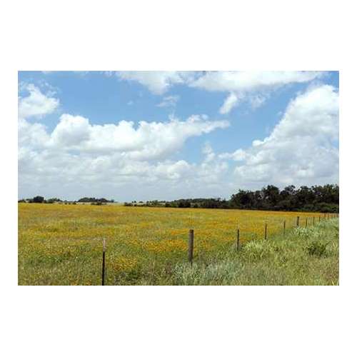 A field of wildflowers near Chappel Hill in Austin County, TX, 2014