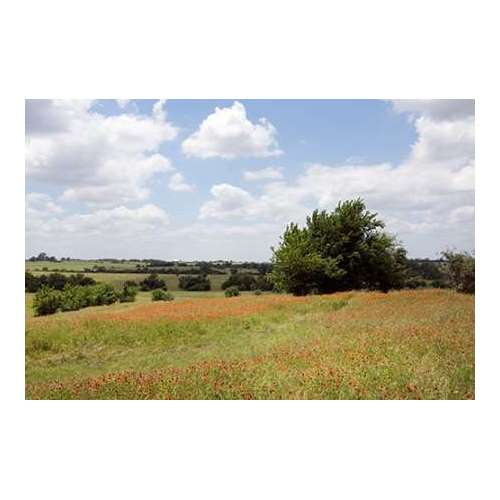 A field of wildflowers near Chappel Hill in Austin County, TX, 2014