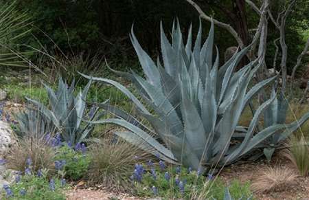 Agave and Bluebonnets at the Lady Bird Johnson Wildflower Center, near Austin, TX