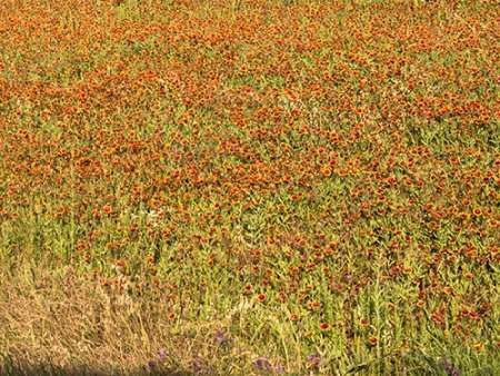 A field of wildflowers near the town of Tenton in Fannin County, TX, 2014