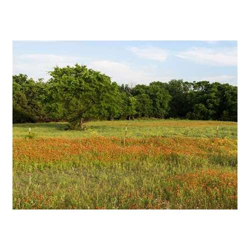 A field of wildflowers near the town of Trenton in Fannin County in Northeast Texas
