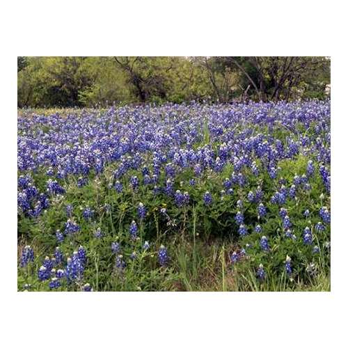 A pretty field of bluebonnets near Marble Falls, TX