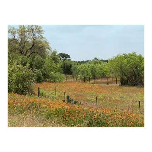 Field of wildflowers in Gonzales County, TX