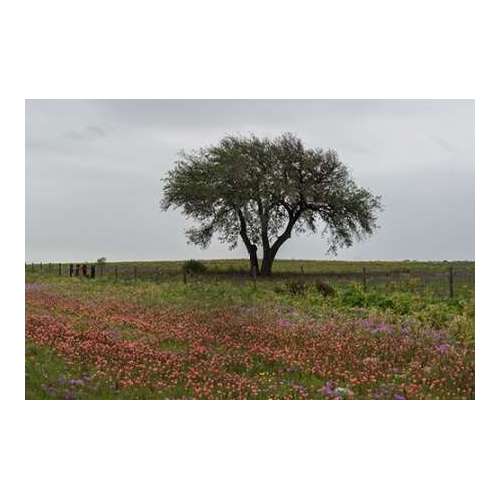 Wildflower field near Poteet in Atascosa County, TX