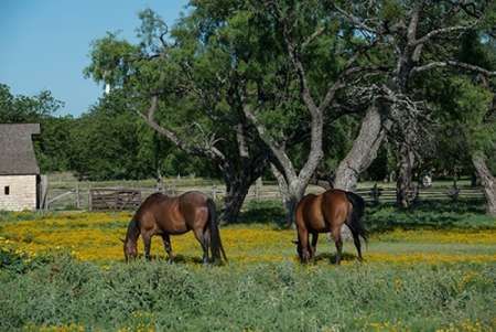Horses grazing on a meadow in the Lyndon B. Johnson National Historical Park in Johnson City, TX