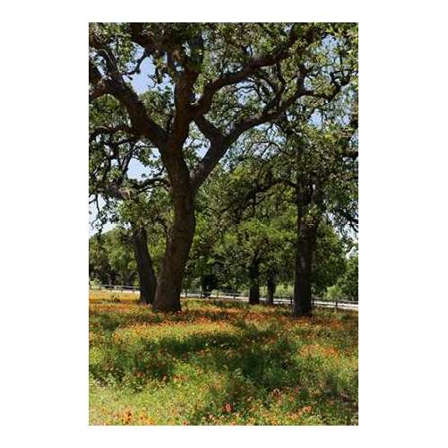 Shade trees and wildflowers on the LBJ Ranch, near Stonewall in the Texas Hill Country