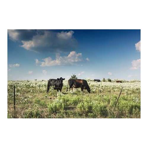 Cows in a field of wildflowers in rural Hunt County near Greenville, TX