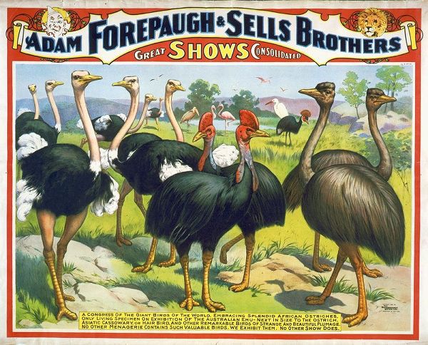 Adam Forepaugh and Sells Brothers Giant Birds