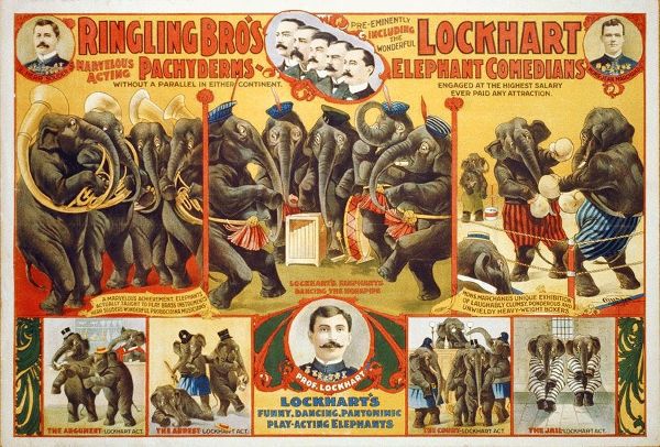 Ringling Bros Marvelous Acting Pachyderms - Lockhart Elephant Comedians - 1899