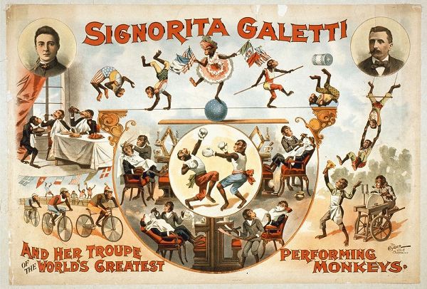Signorita Galetti Performing Monkeys