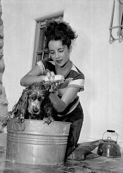 Elizabeth Taylor washing a dog