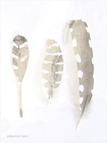 Neutral Feathers Study