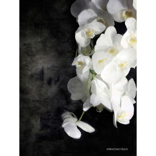 Contemporary White Orchids
