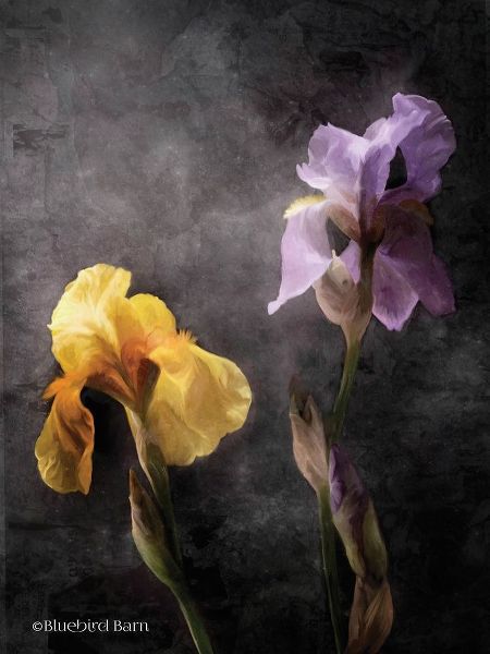 Contemporize Floral Iris