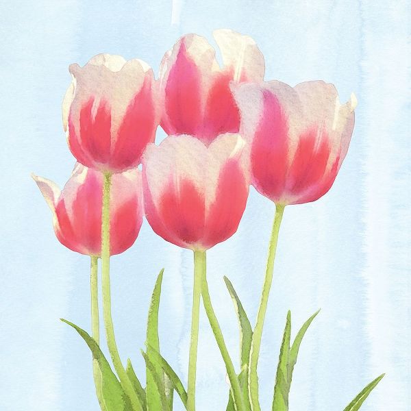 Fresh Spring Tulips III