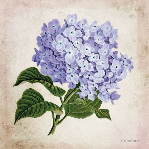 Vintage Lilac