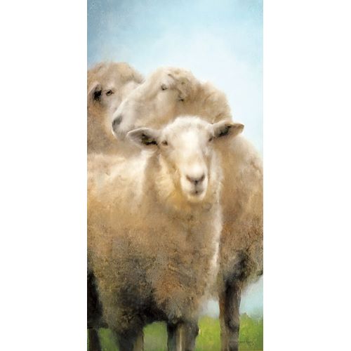 Three Sheep Portrait