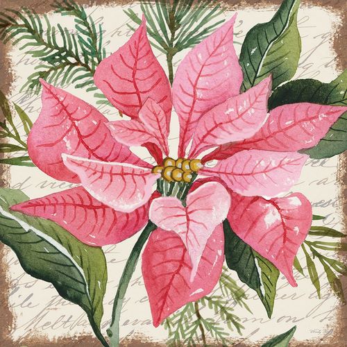 Jacobs, Cindy 작가의 Pink Poinsettia Botanical 작품
