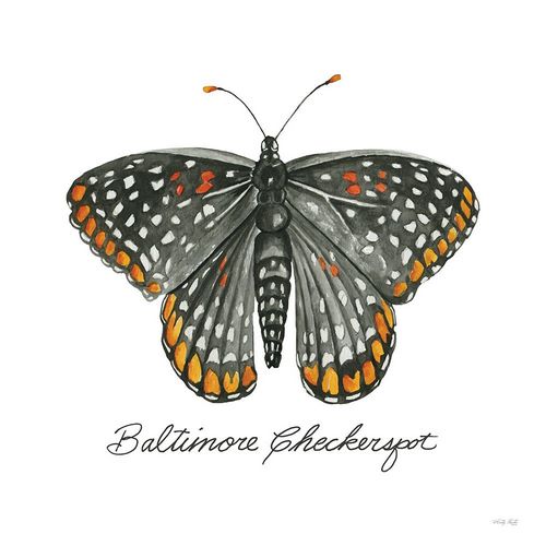 Jacobs, Cindy 아티스트의 Baltimore Checkerspot작품입니다.