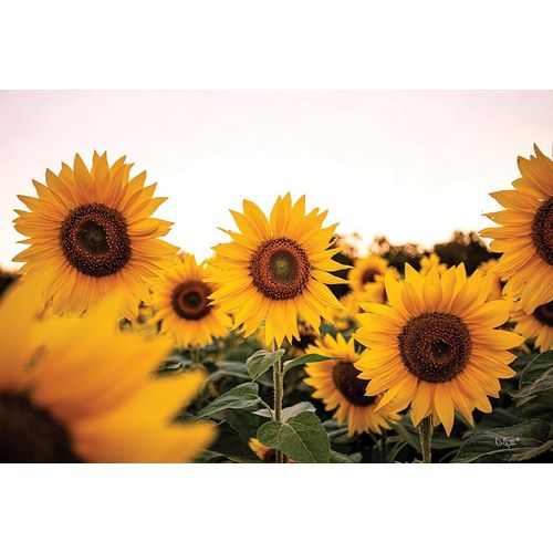Quillen, Donnie 아티스트의 Sunflower Field 작품