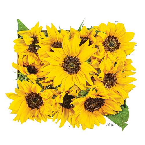 Quillen, Donnie 작가의 Sunflower Bouquet 작품