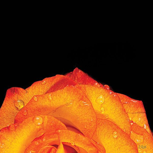 Quillen, Donnie 아티스트의 Orange Petals작품입니다.