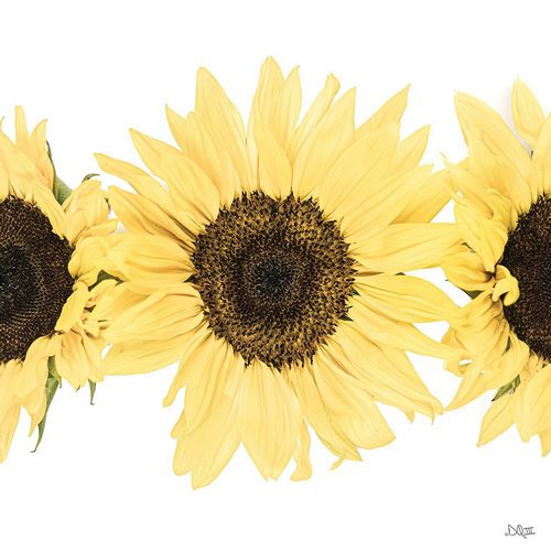 Quillen, Donnie 작가의 Sunflowers in a Row I 작품