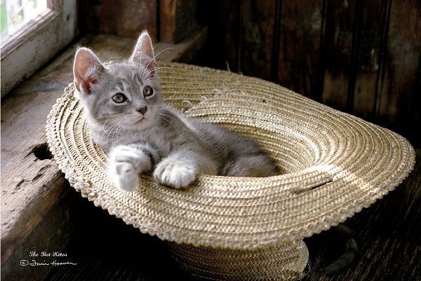The Hat Kitten
