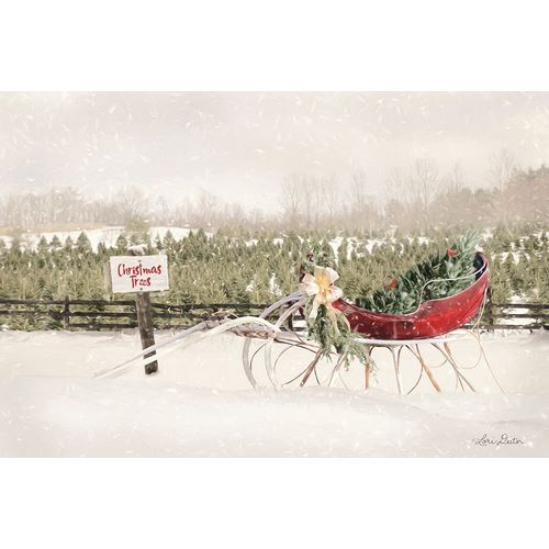 Red Sleigh at Tree Farm