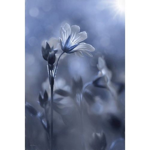 Blue and White Flowers I