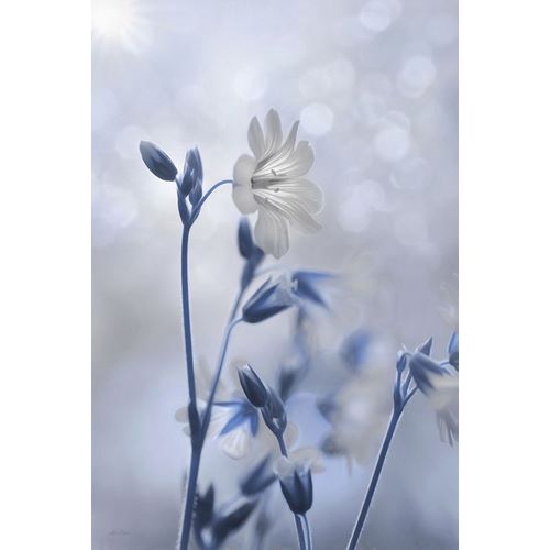 Blue and White Flowers II