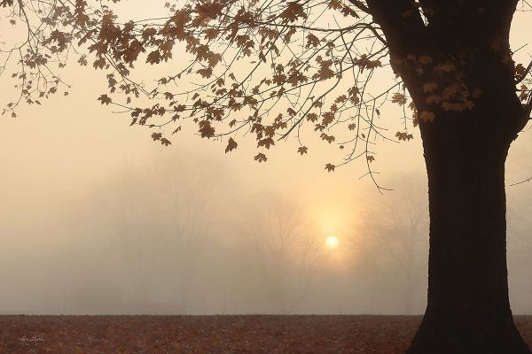 Deiter, Lori 아티스트의 Foggy Morning Sunrise 작품