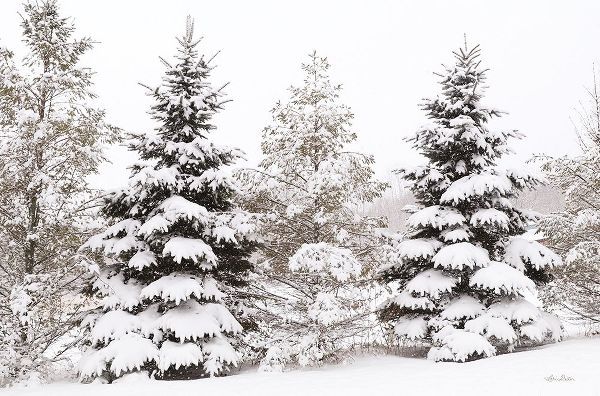 Deiter, Lori 아티스트의 Snowy Pine Trees      작품